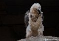 gypaete-barbu-g93_7950