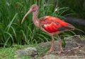 ibis-rouge-g93_7753
