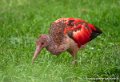 ibis-rouge-g93_7763