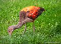 ibis-rouge-g93_7784