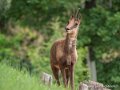 isard-g93_7935