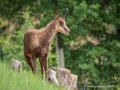 isard-g93_7937