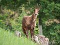 isard-g93_7938