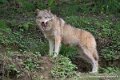 loup-g93_7952