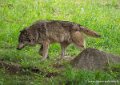 loup-g93_7953