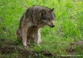 loup-g93_7954
