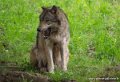 loup-g93_7955