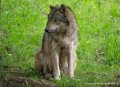 loup-g93_7956