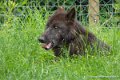 loup-noir-g93_7919