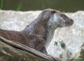 loutre-g93_7799