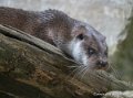 loutre-g93_7800