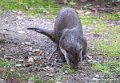 loutre-g93_7804