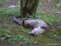 loutre-g93_7806
