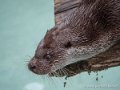 loutre-g93_7807