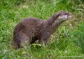 loutre-g93_7811