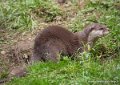 loutre-g93_7813