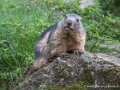 marmotte-g93_7818