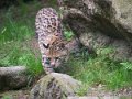 ocelot-g93_7838