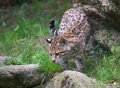 ocelot-g93_7839