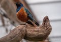 oiseau-bleu-g93_7971