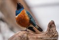 oiseau-bleu-g93_7972