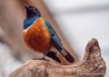 oiseau-bleu-g93_7973