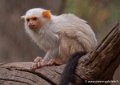 oustiti-argente-g93_7968