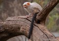oustiti-argente-g93_7969