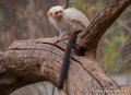 oustiti-argente-g93_7970