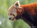 panda-roux-g93_7888
