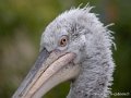 pelican-g93_7791