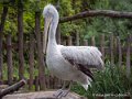 pelican-g93_7793