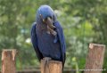 perroquet-curacao-g93_7902