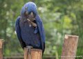 perroquet-curacao-g93_7903