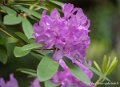 rhododendron-g93_7817