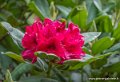 rhododendron-g93_7843