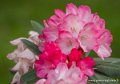 rhododendron-g93_7844