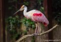spatule-rosée-g93_7765
