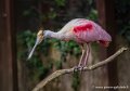 spatule-rosée-g93_7766