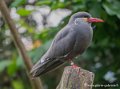 sterne-inca-g93_7779