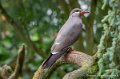 sterne-inca-g93_7782