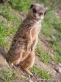 suricate-g93_7823