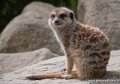 suricate-g93_7827