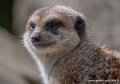 suricate-g93_7829