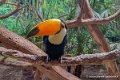 toucan-i12p_2021