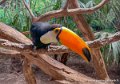 toucan-i12p_2022