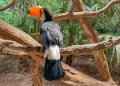 toucan-i12p_2027