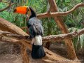 toucan-i12p_2028