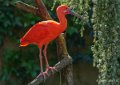 ibis-rouge-gh6_2476