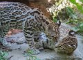 ocelot-gh6_2525